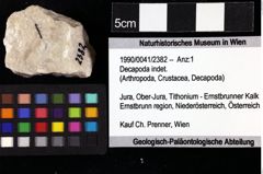 Foto (Objket + Etiketten) von Decapoda indet. 